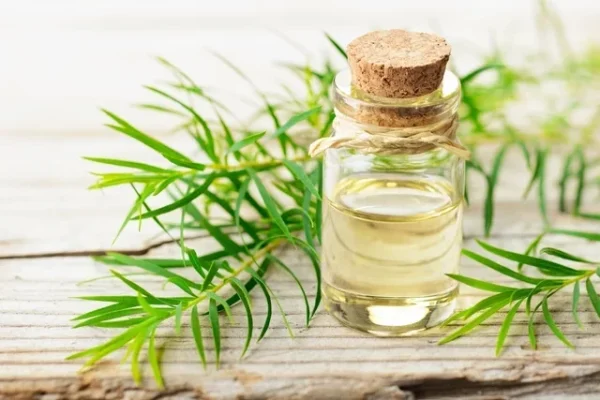 Óleo de Melaleuca: Propriedades e Como Usar